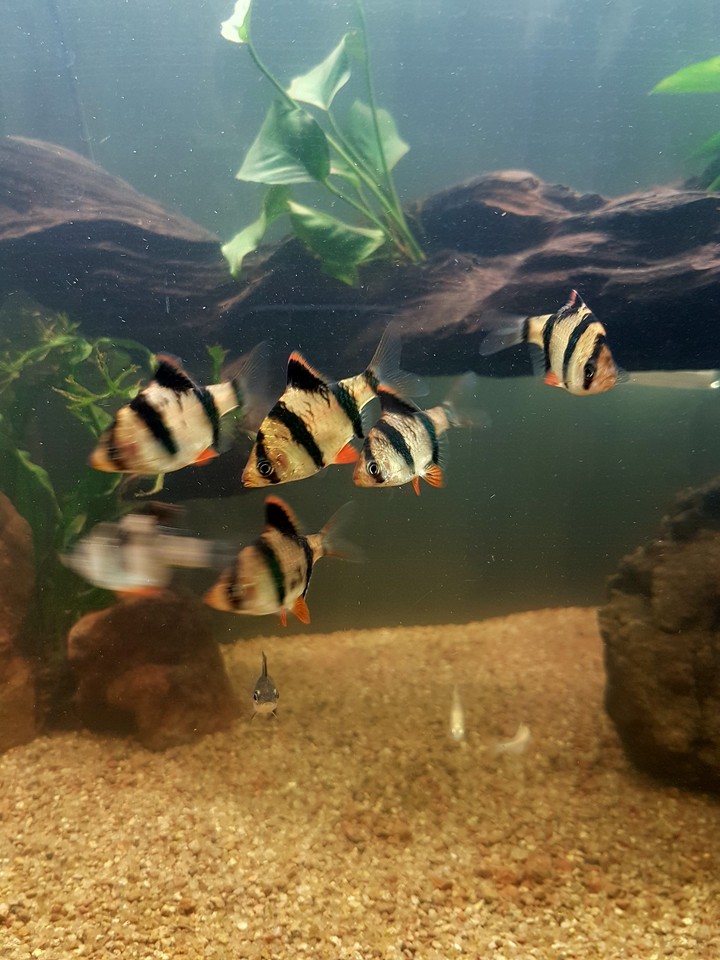 pez tigre