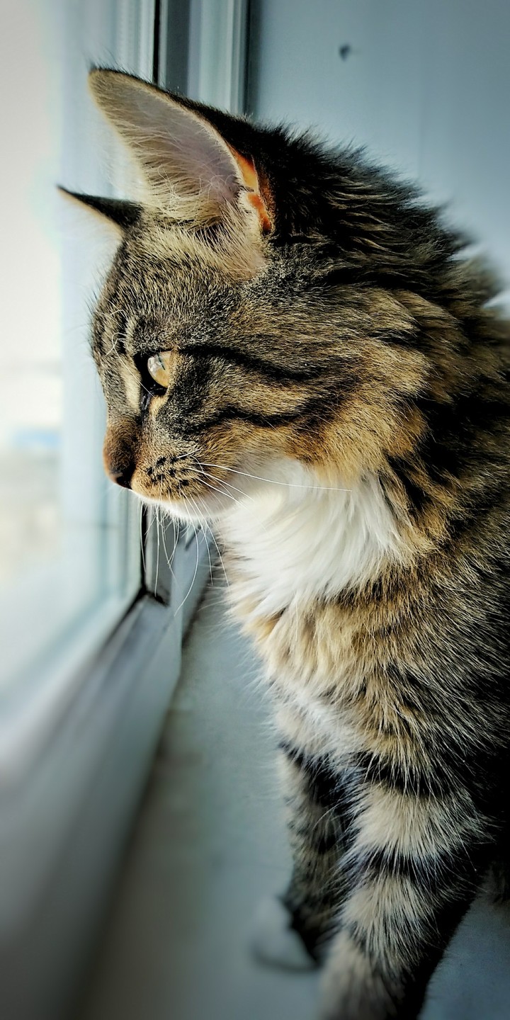 kitty stare!