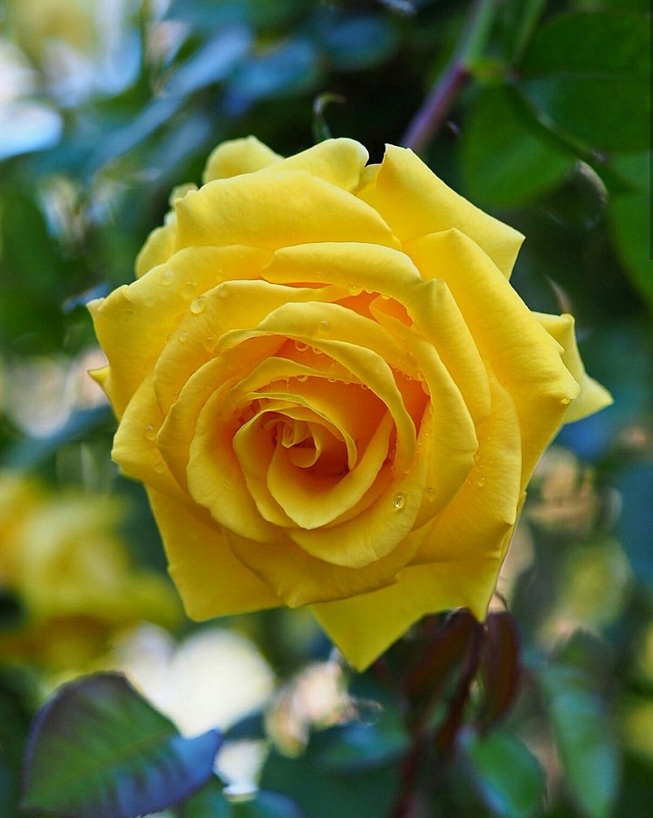 Rose