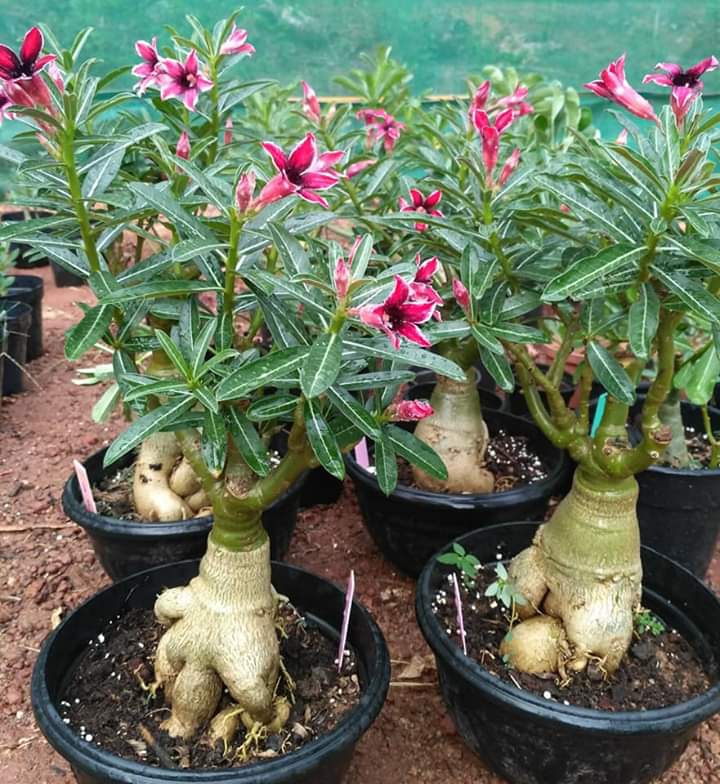 Adenium plants