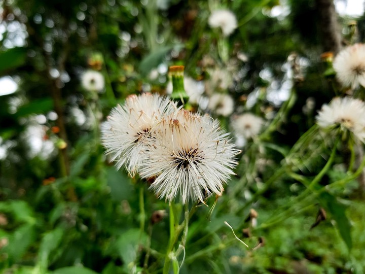 Dandelion Flower