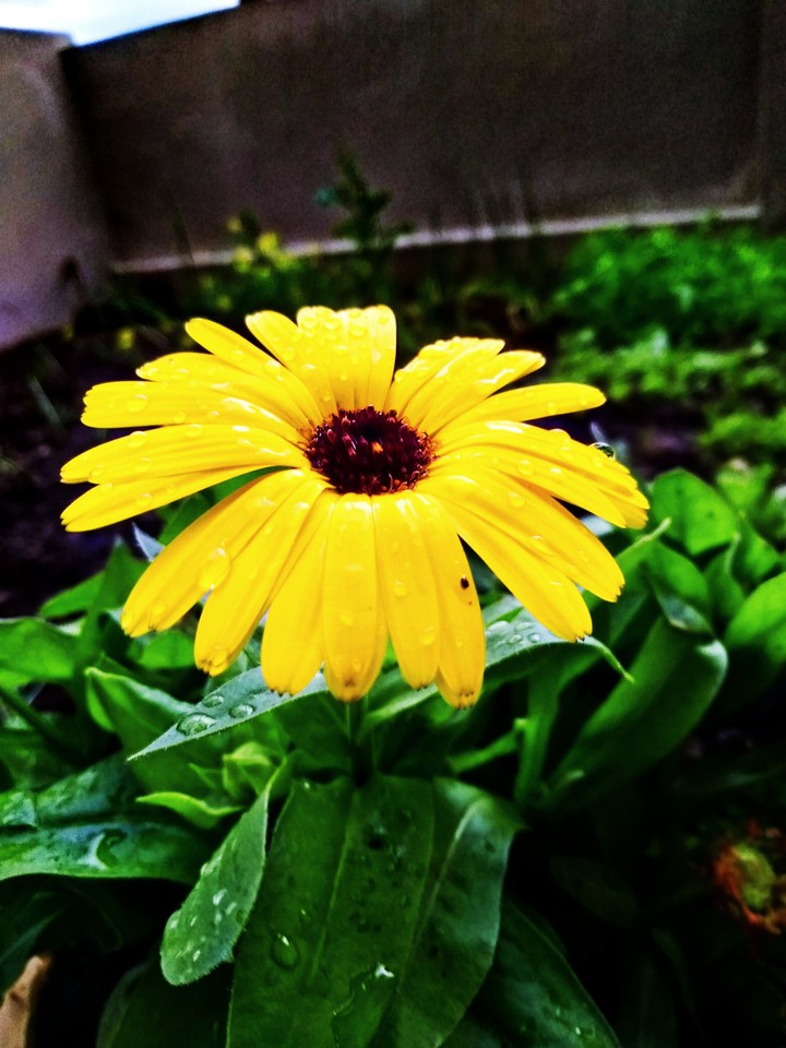 nature's shower....rain