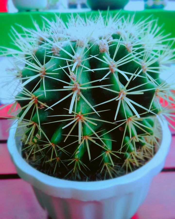 xương rồng