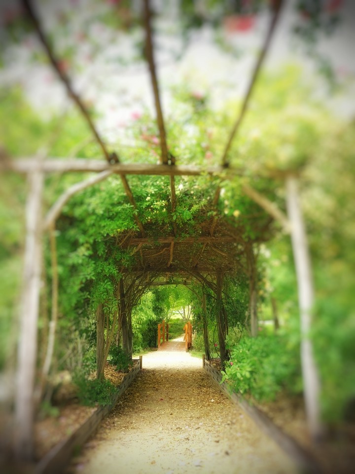 jardin public Mornac - Charente - France
