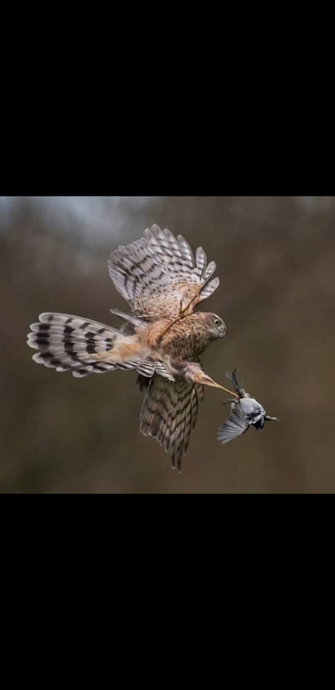 hình nền beak, falconiformes