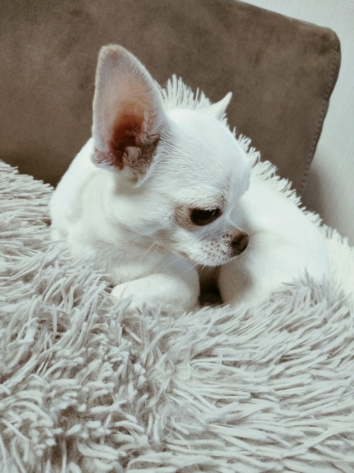 sad doggy on the cushions