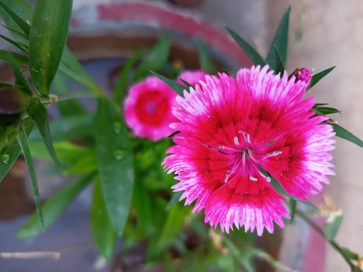 Flowers ?