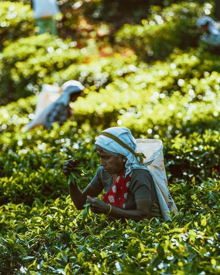 Woman hand cutting tea leaves