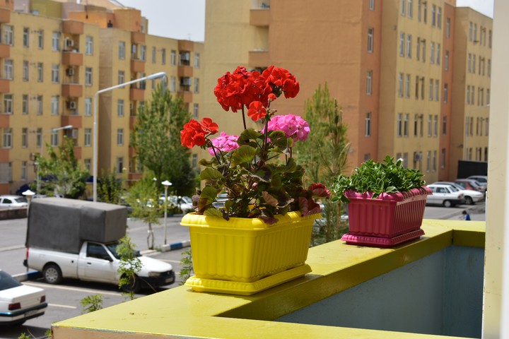 flower in the apartment