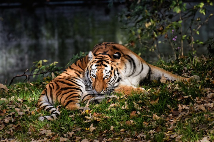 tiger