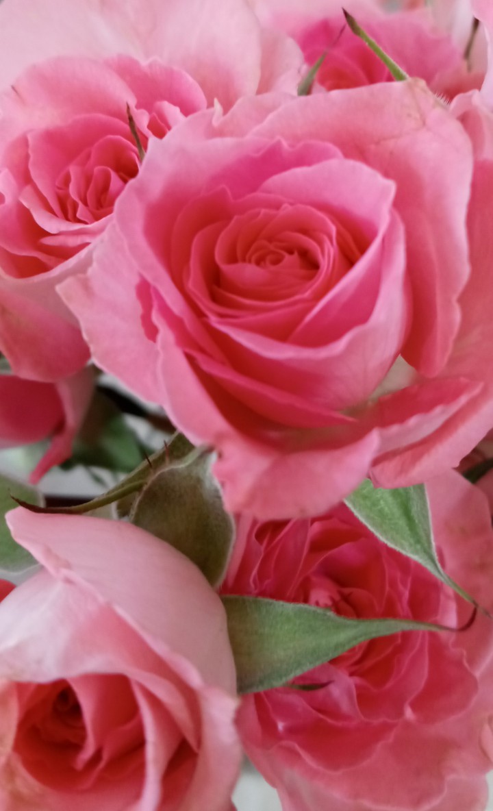 Pretty pink roses
