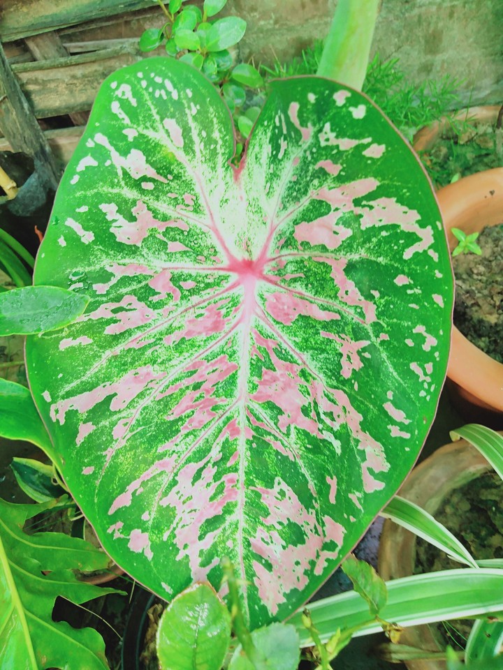 Caledium