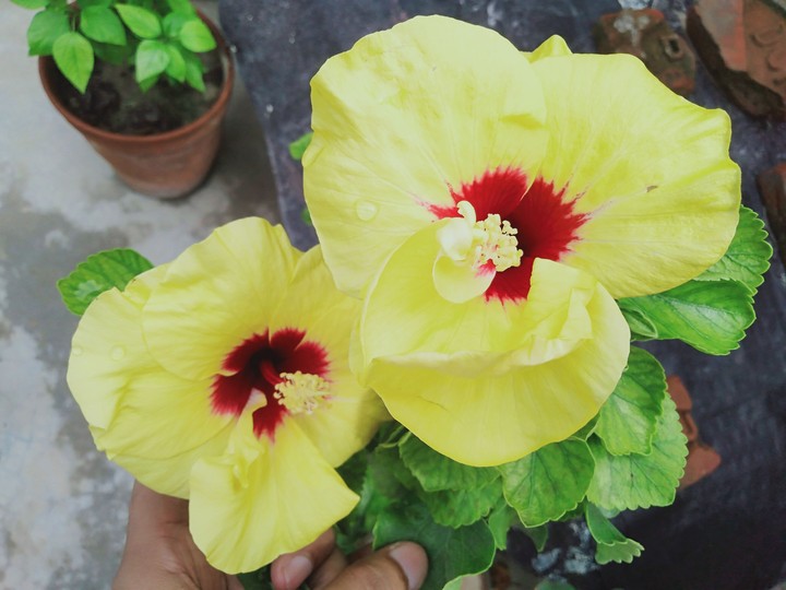 hibiscus