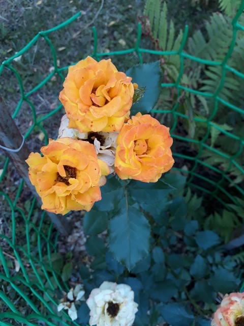 summer roses