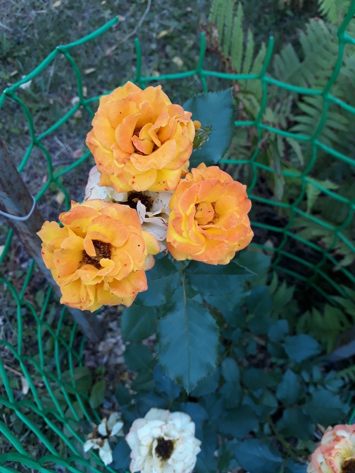 summer roses