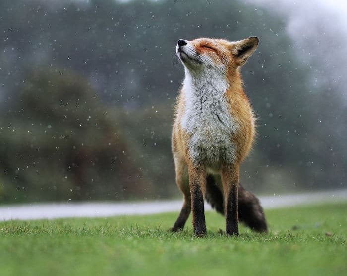 hermosa lluvia