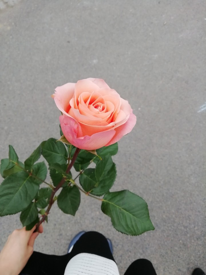 Rose