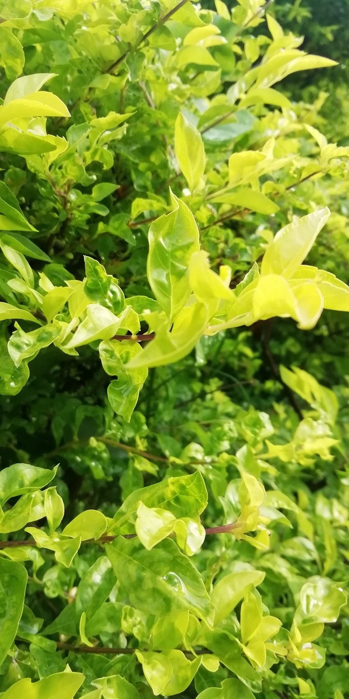 #leaf
