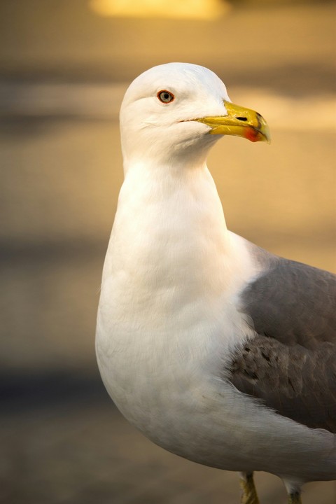 обои lari, beak