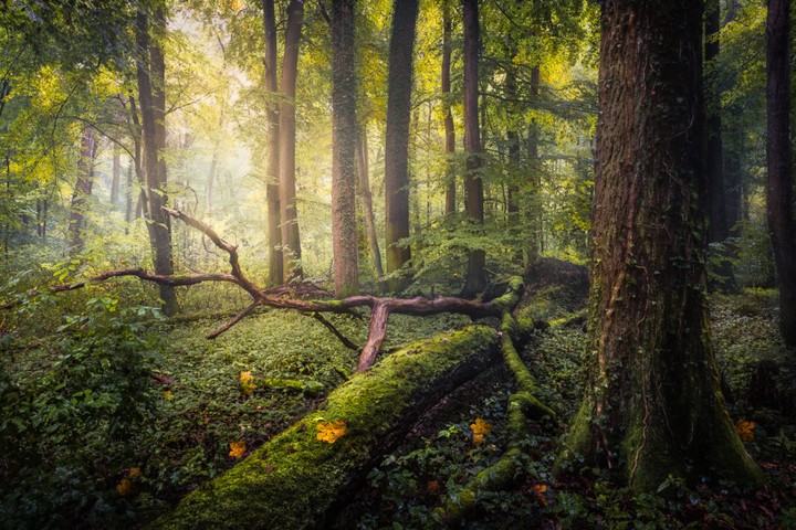 Forest