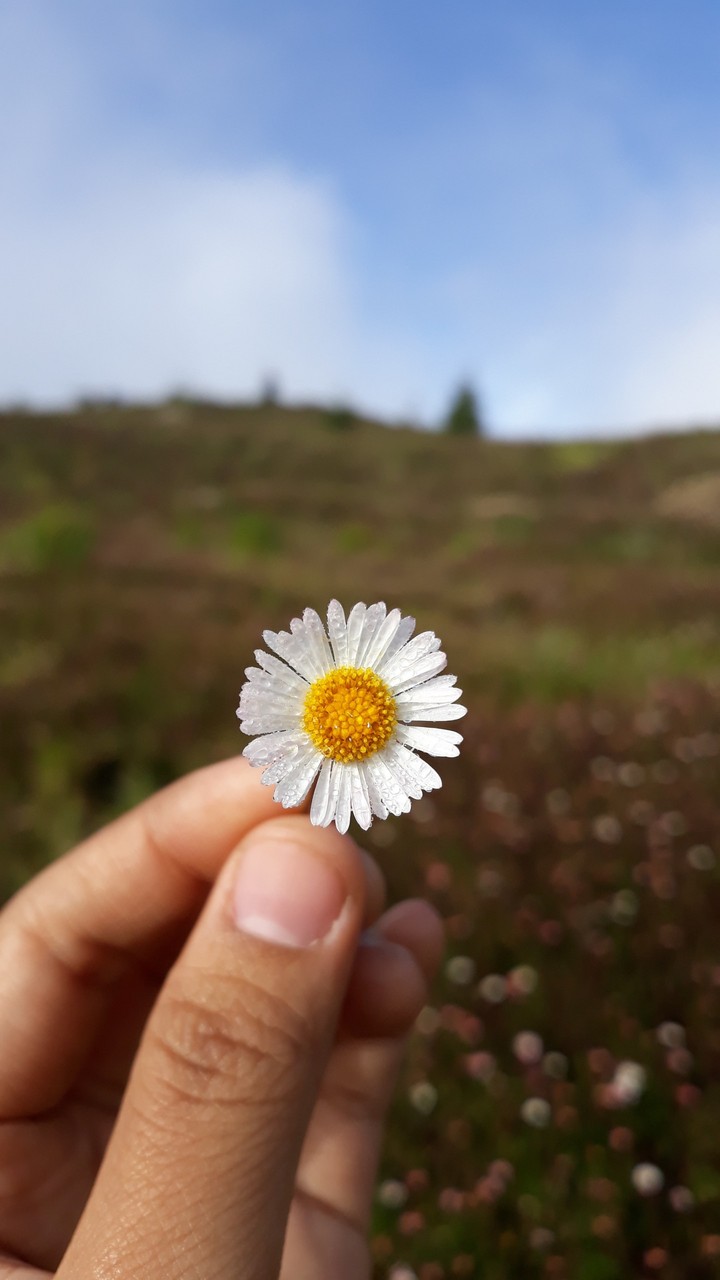 Daisy