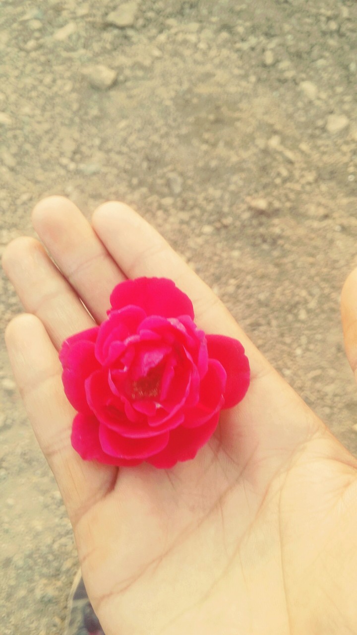 rose