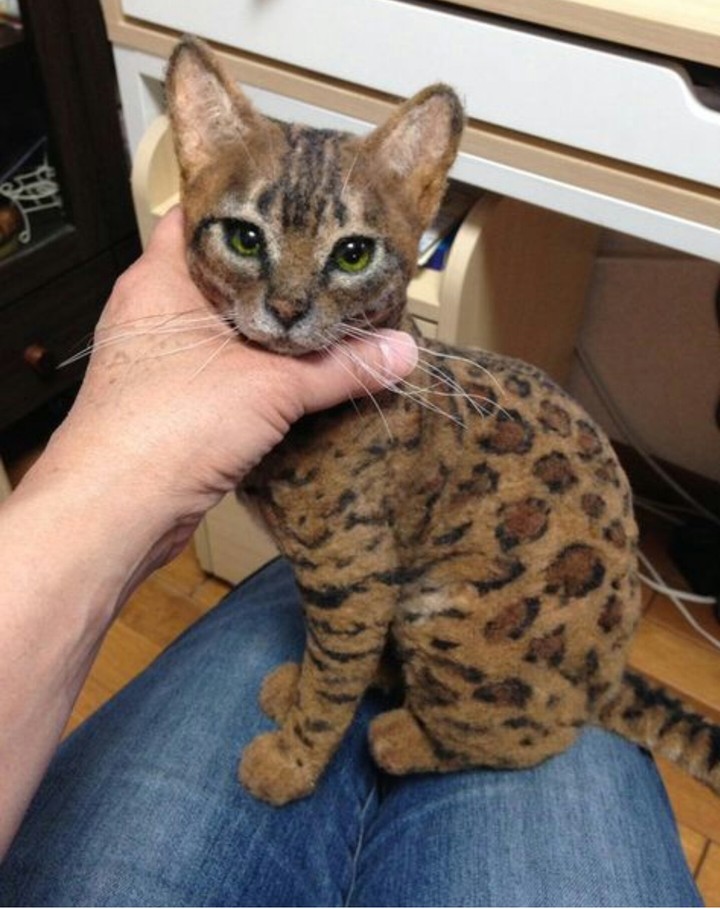 cat