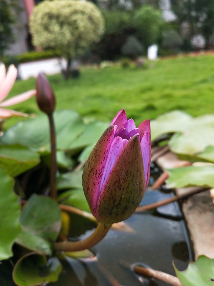 Morning blossom