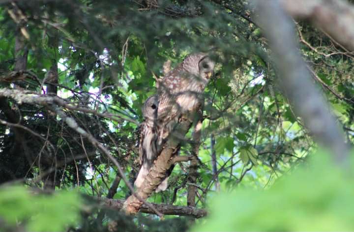 Breeding pair of barred owls!