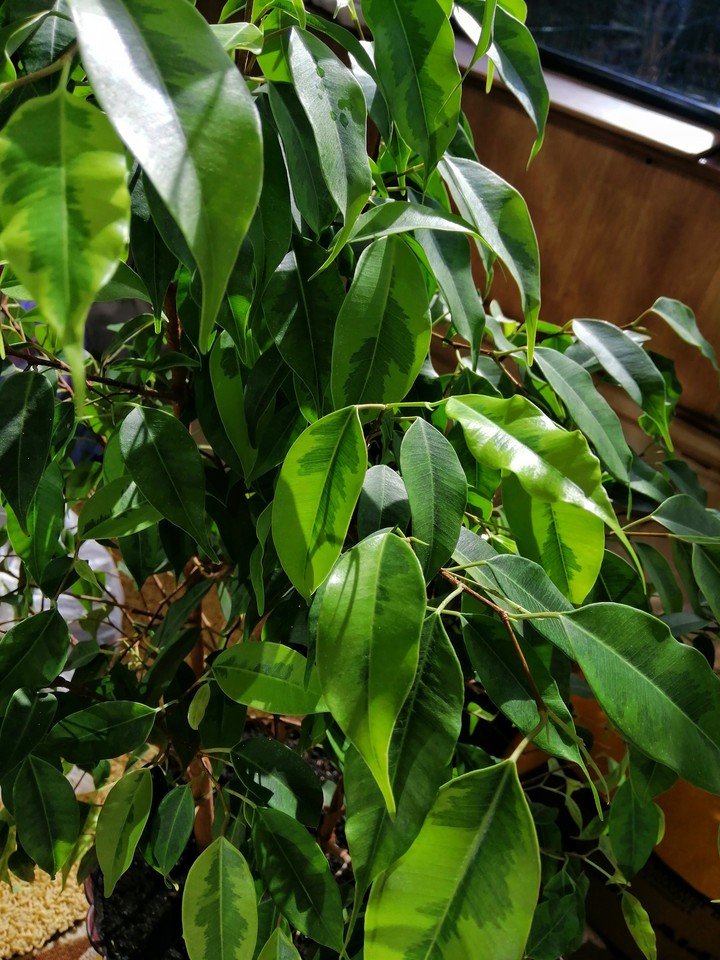 plant