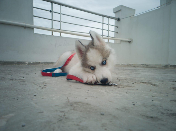 HUSKY