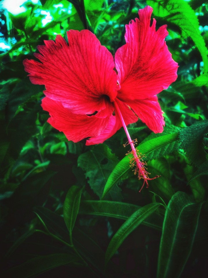 Hibiscus Rosa Sinensis