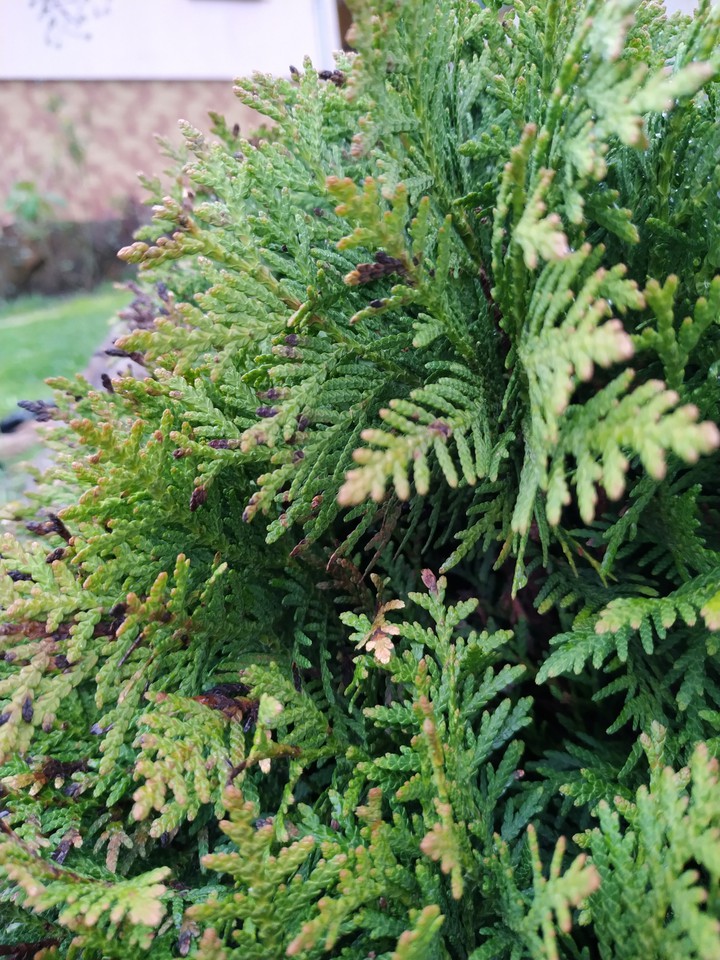 Green tree