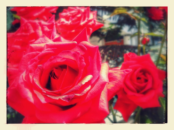 Roses