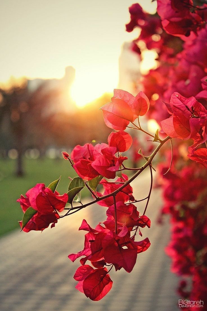 flower