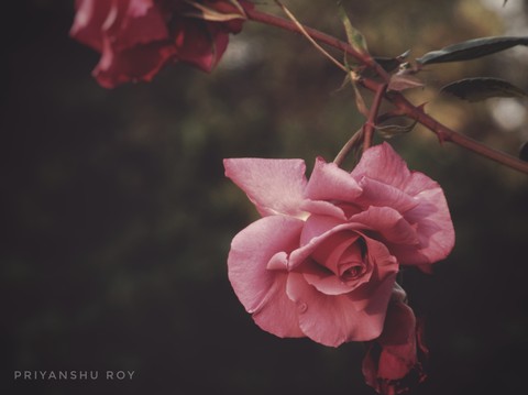 tapety love, nature