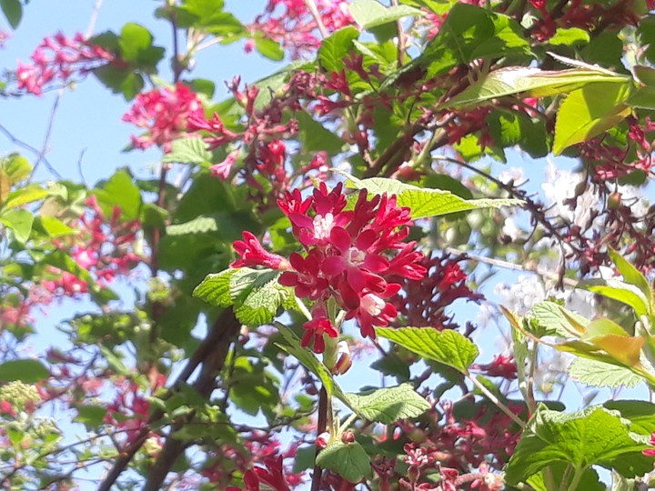 Blossem spring