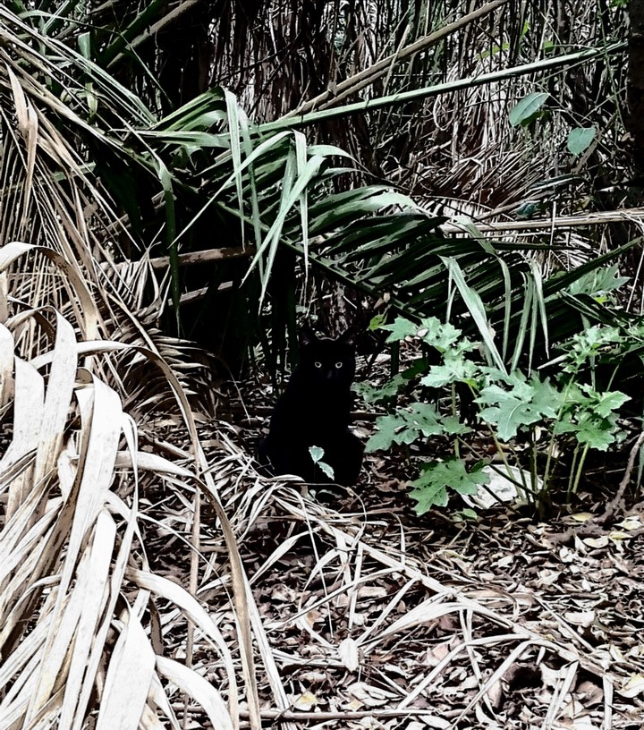 cat