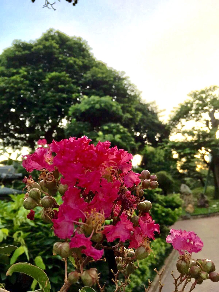 南蓮園池