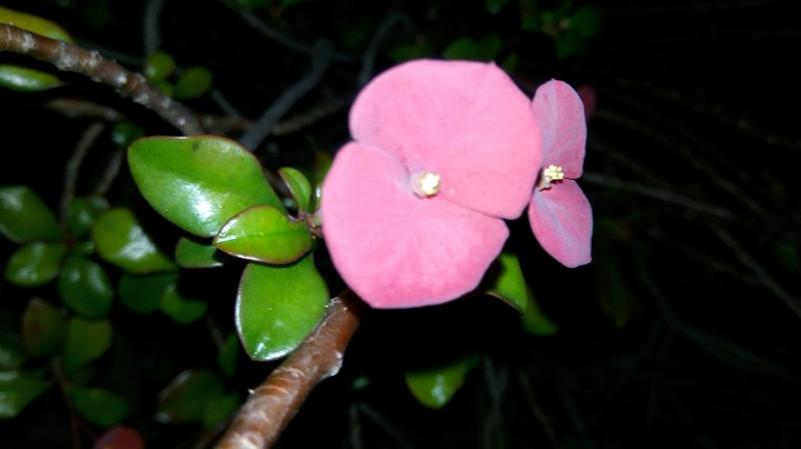 pink petals