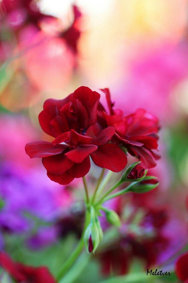 Roses
