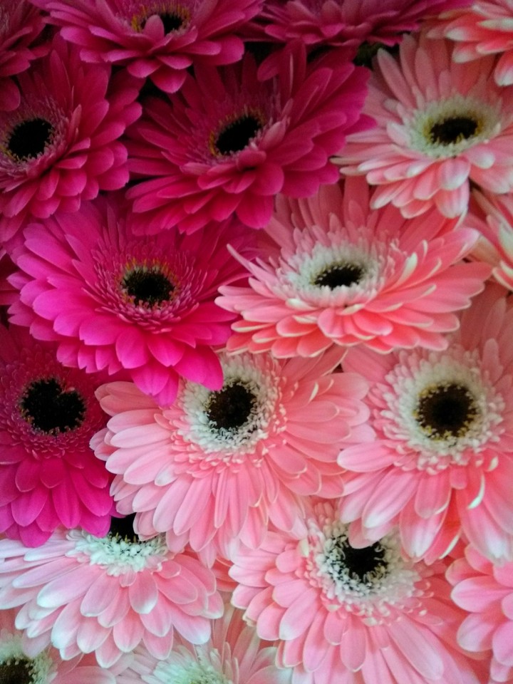 pink flowers