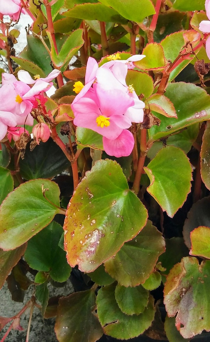 Flores