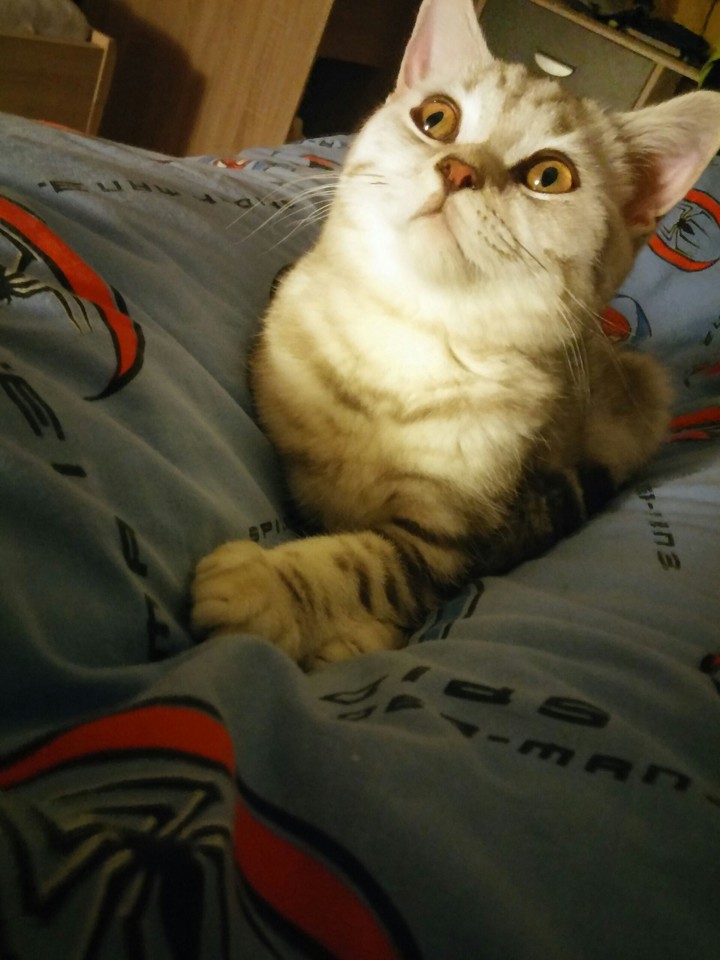 small kitty