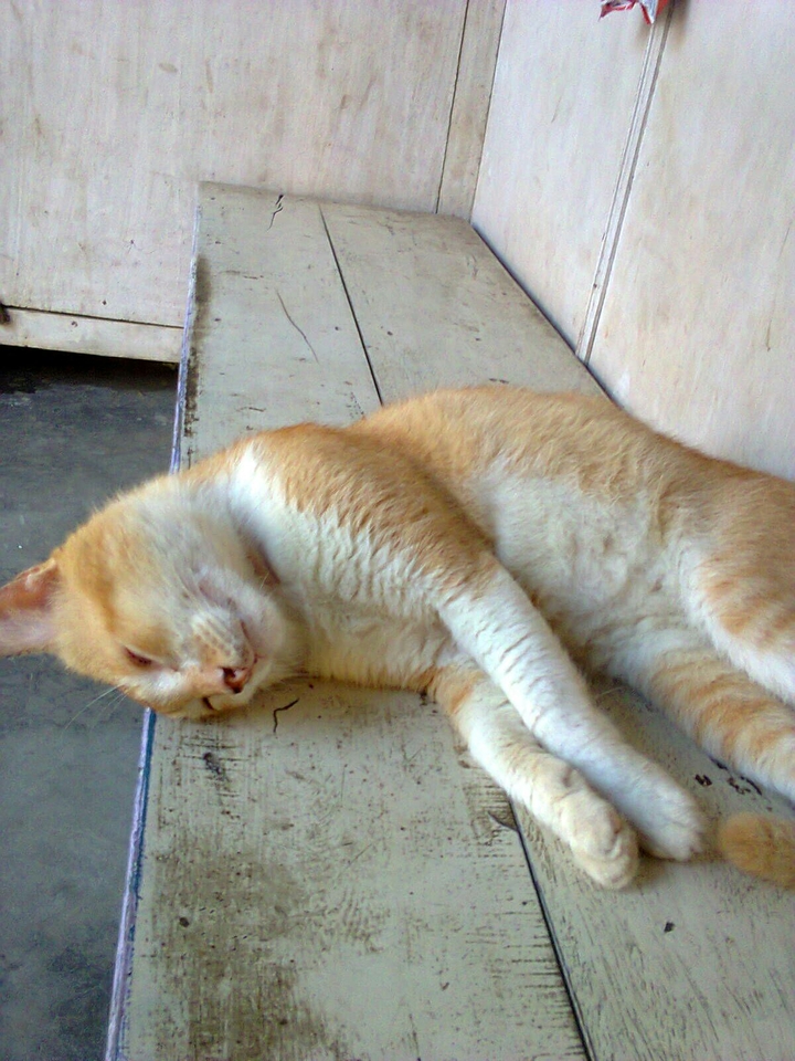 my cat