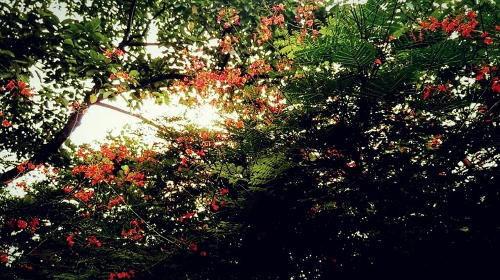 red n green