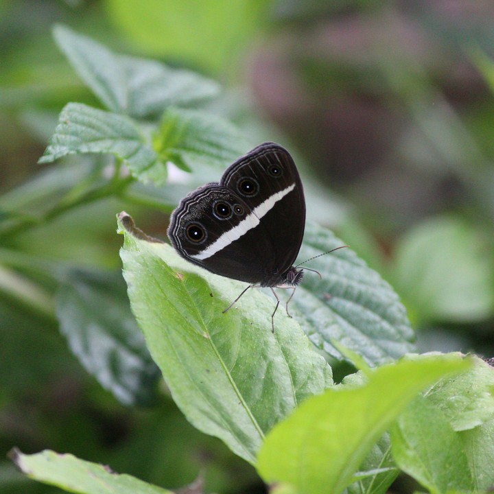 Beautiful Butterfly