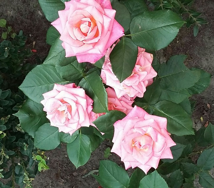 rose