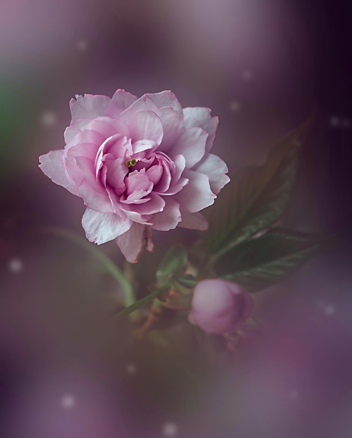 Blossom