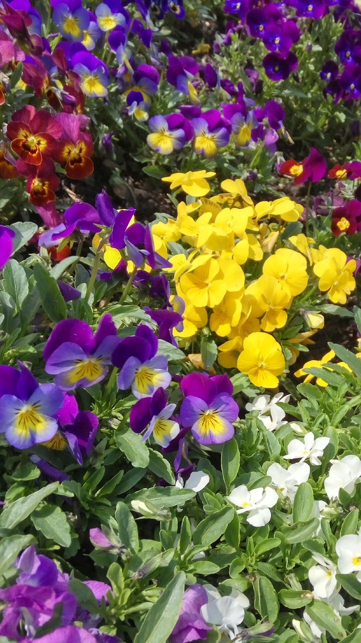 flowers:)